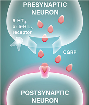 During a migraine attack