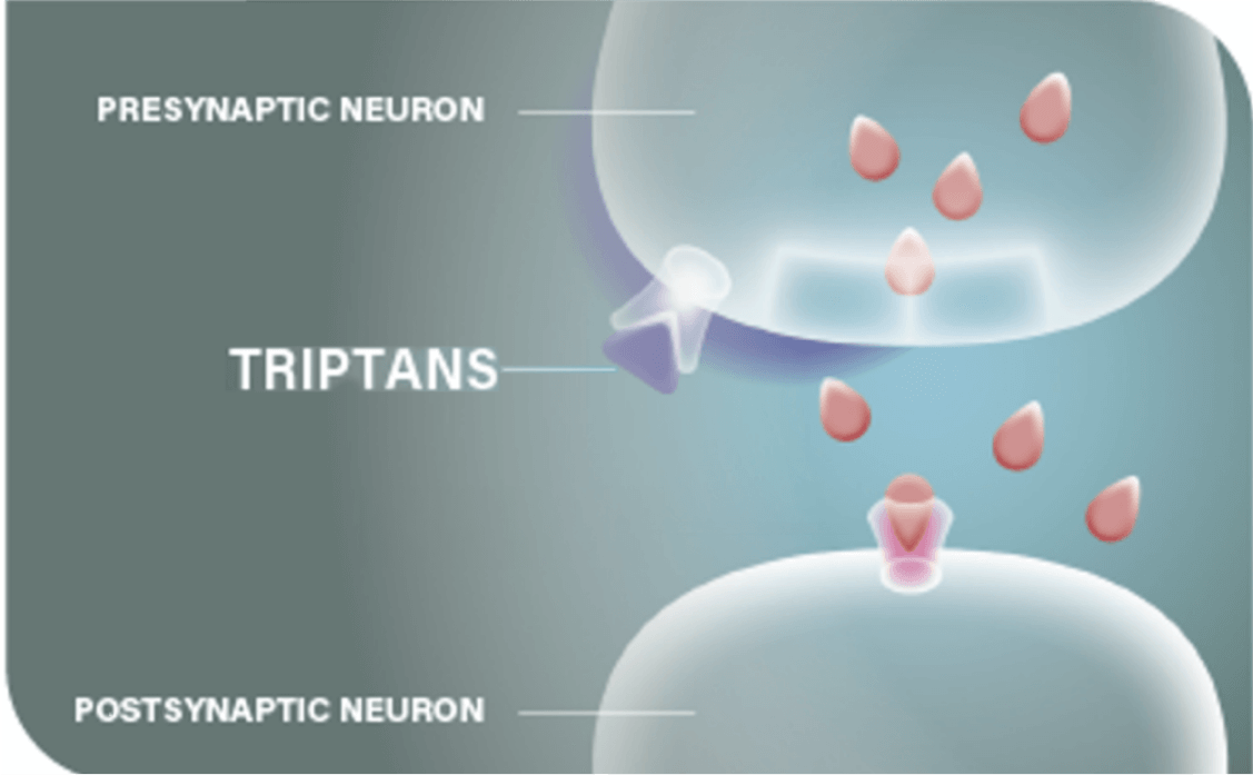 Triptans prevent CGRP from being released but do not stop already released CGRP